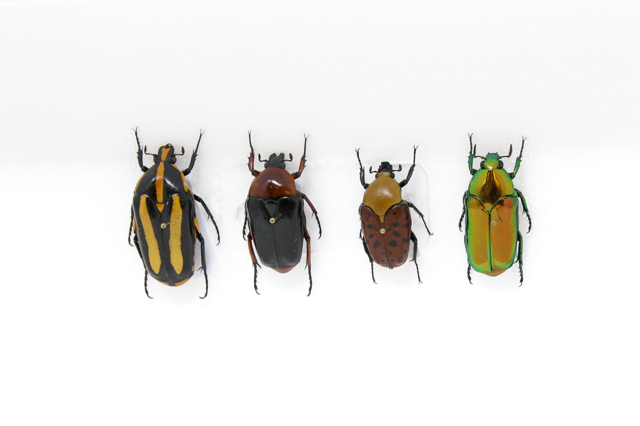 Flower Chafer Beetle Collection (Coleoptera Cetoniinae) Inc. Scientific