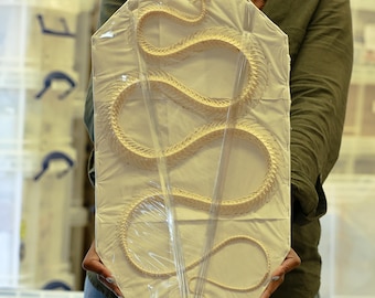 Coelognathus radiatus, CURVED Snake Skeleton 50cm, Preserved Reptile Specimens (Non-cites)