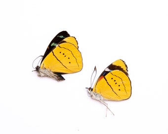 TWO (2) Perisama humboldtii | A1 Real Dry-Preserved Butterflies | Unmounted Entomology Taxidermy Specimens