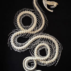 Op de afbeelding: Een gedetailleerd bovenaanzicht van een slangen skelet tegen een zwarte achtergrond. De witte botten zijn gerangschikt in een opgerold patroon, met de schedel bovenaan. De wervels en ribben zijn duidelijk zichtbaar, wat een opvallend contrast creëert.