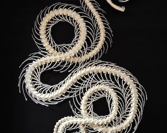Trimeresurus albolabris, ROLLING CURVED Snake Skeleton, Preserved Reptile Specimens (Non-cites) Size range 20-25cm long