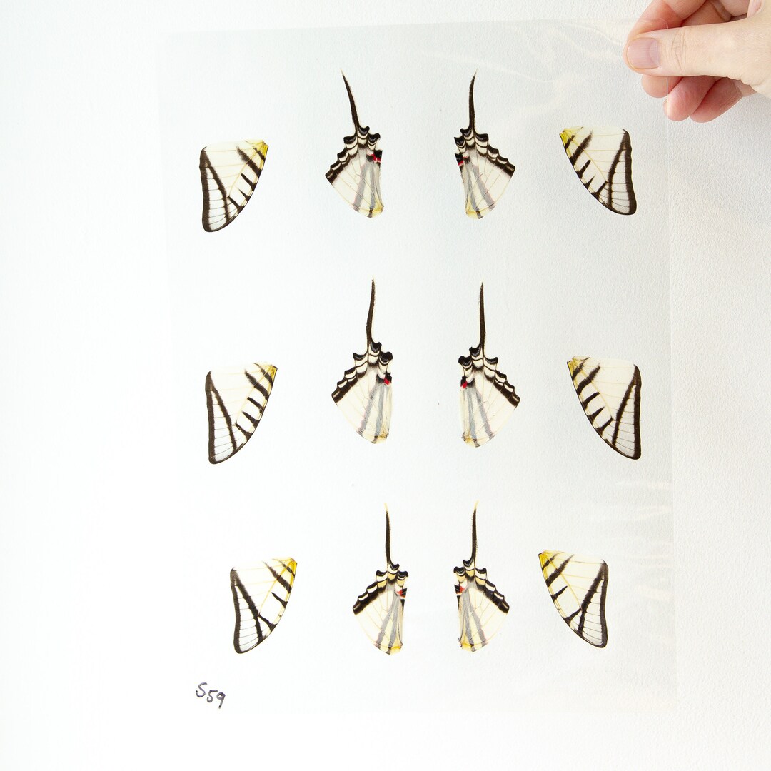 Butterfly Wings GLOSSY LAMINATED SHEET Real Ethically Sourced Etsy