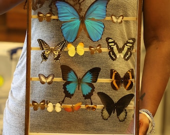 Antique Butterfly Glass Cased Display ex-London Natural History Museum’s Rothschild, Cockayne & Kettlewell Collection 38×29×6 cm (ROTH9)