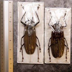 PAIR 2 Long-horn Beetles Xixuthrus lunicollis MALE/FEMALE A1 Extra Large Specimens 100MM image 2