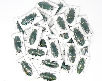 LOT OF 10 Green Jewel Beetles (Catoxantha opulenta opulenta) A1 Entomology Specimens, Wholesale