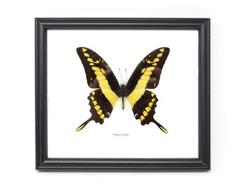 The Yellow Swallowtail Butterfly (Papilio thoas) Mounted in a Wall Hanging Frame, Taxidermy Home Decor, 8 x 7 inches