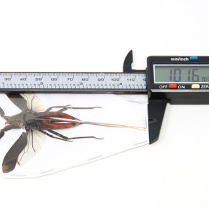 TWO (2) Java Water Scorpions (nepa Rubra) A1 Real Dry-preserved Insects ...
