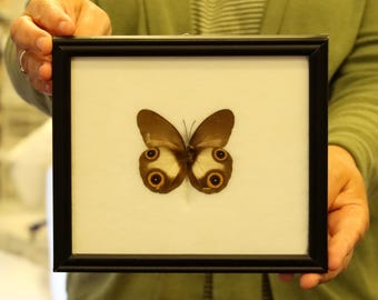Real Butterfly Specimen Vintage Framed Dry-preserved Taxidermy Butterfly