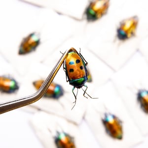 TWO (2) Man-face Jewel Bugs (calliphara Caesar) Indonesia, A1 Real ...