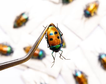 TWO (2) Man-face Jewel Bugs (Calliphara caesar) Indonesia, A1 Real Entomology Specimens