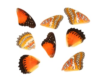 10 Red Lacewing Butterfly Loose Wings (Cethosia biblis) Real Wings for Artistic Creation