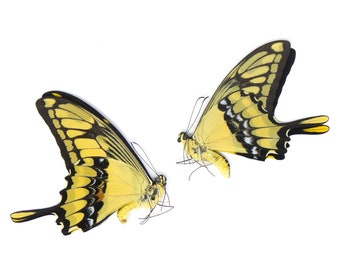 TWO (2) Papilio thoas cihnyras | A1 Real Dry-Preserved Butterflies | Unmounted Entomology Taxidermy Specimens