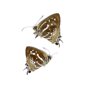Two (2) The Scarce Silverstreak Butterflies | Irota rochana | A1 Dry-preserved Unmounted Butterflies for Entomology Collecting