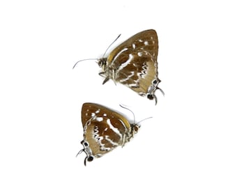 Two (2) The Scarce Silverstreak Butterflies | Irota rochana | A1 Dry-preserved Unmounted Butterflies for Entomology Collecting