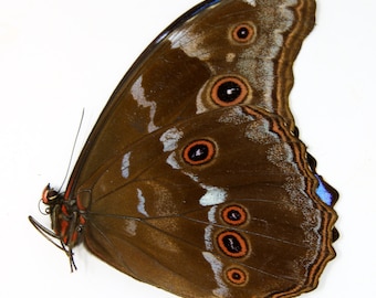 1 x South American Giant Blue Morpho Butterfly Specimen Taxidermy (Morpho didius) A1 Best Quality