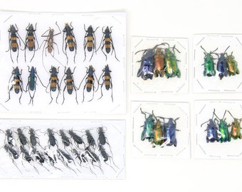 Assorted Specimens Insect Collection (Thailand) A1 Unmounted Dried Beetles, Coleoptera LOT*170