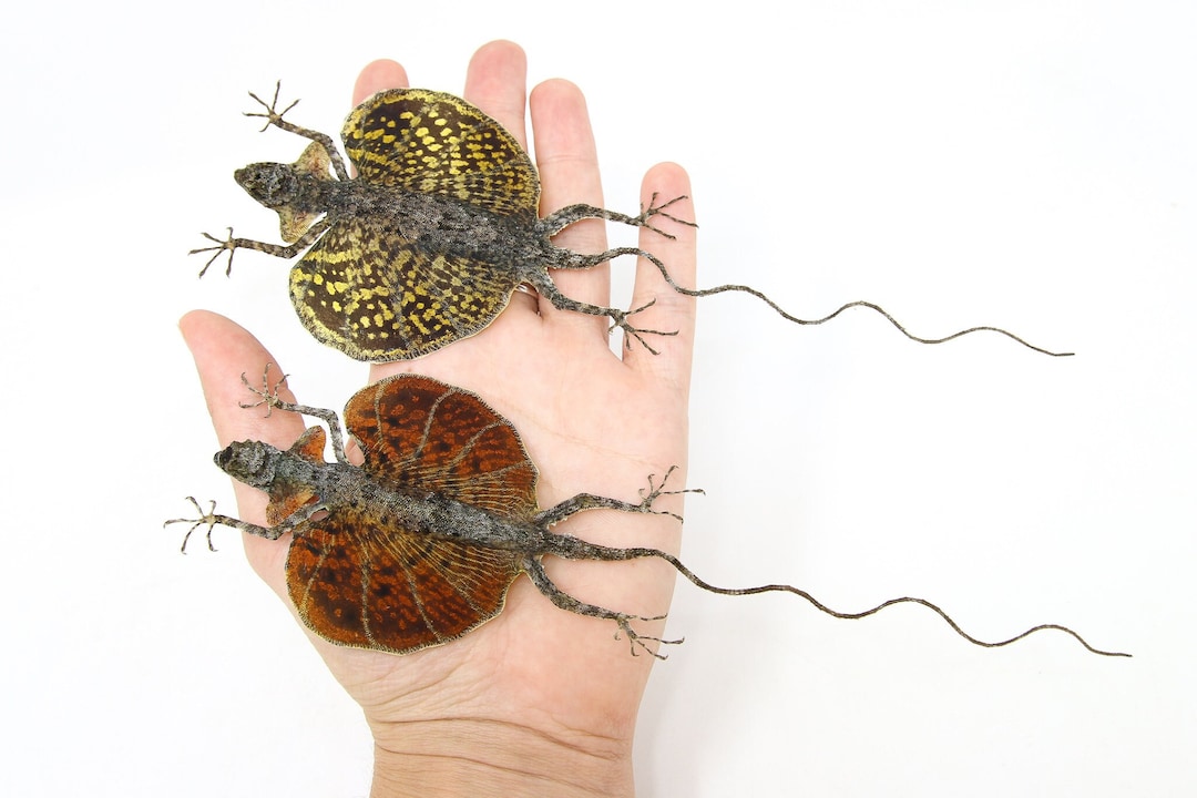 ドラコトビトカゲ（Draco haematopogon）2匹セット | A1