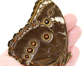 Lot of 10 Morpho deidamia, A1 Dry-Preserved Unmounted Butterflies, Wholesale