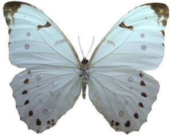 TWO (2) Morpho luna | White Morpho Butterflies | A1 Dry-Preserved Specimens