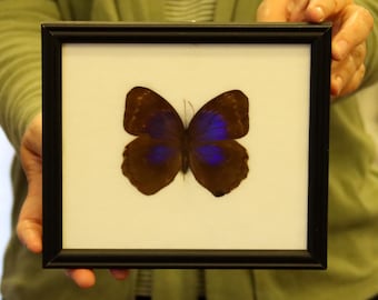 Real Butterfly Specimen Vintage Framed Dry-preserved Taxidermy Butterfly