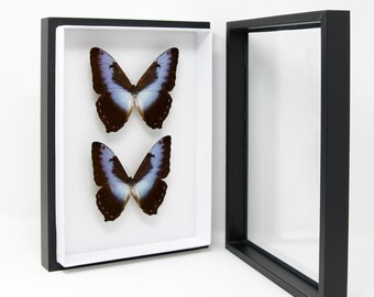 Morpho cisseis Butterfly Taxidermy Specimen | Museum Entomology Box Frame | 12x9x2 inch (JA09)