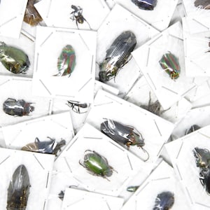 Een keverexemplaar | Entomologie Coleoptera-insect A1 (10-30 mm)