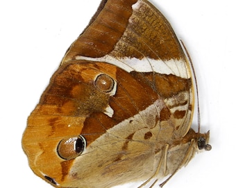2 x Tufted Jungleking (Thauria aliris pseudaliris) A1 Dry-Preserved Unmounted Butterfly Specimens for Entomology, Taxidermy, Artists