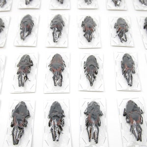 2 x Giant Bamboo Weevils | Cyrtotrachelus buqueti | Ethical Insect Supplies, Beetles Entomology Specimens for Artistic Creation