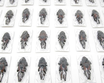 2 x Giant Bamboo Weevils | Cyrtotrachelus buqueti | Ethical Insect Supplies, Beetles Entomology Specimens for Artistic Creation