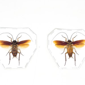 May include: Two brown cockroaches with wings are mounted in clear plastic frames. The frames are octagonal and have a white background.