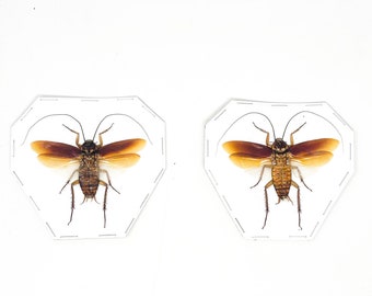 TWO (2) SPREAD Australian cockroach (Periplaneta australasiae) A1 Specimens