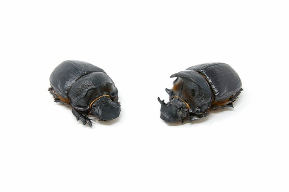 ゾウフンコロガシ (Heliocopris dominus) スカラベ 甲虫 A1 品質、昆虫