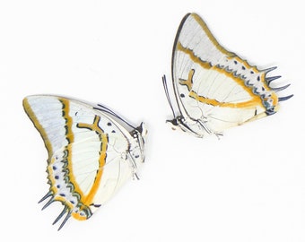 TWO (2) The Great Nawab (Polyura eudamippus) A1 Dry Preserved Butterfly Specimens
