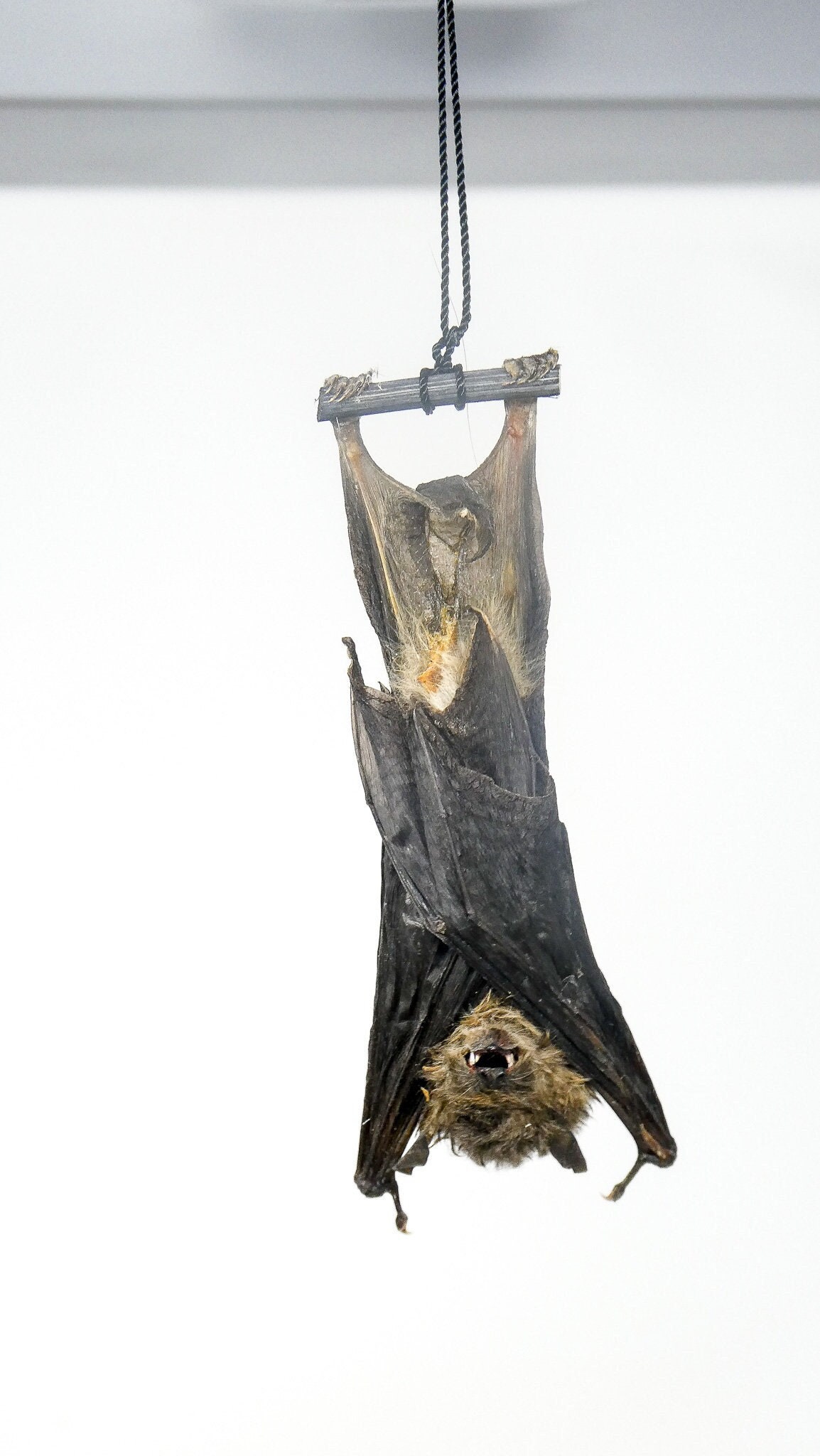 TWO (2) Least Pipistrelle Bats HANGING Taxidermy (Pipistrellus tenuis