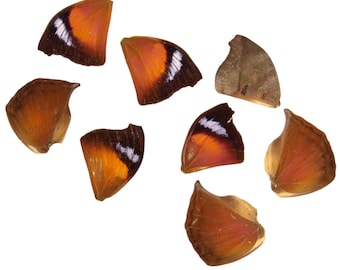 10 Dead-leaf Loose Butterfly Wings (Salamis anteva) Real Wings for Artistic Creation