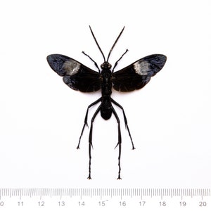 メガララガルーダ　標本 スズメバチの王 (メガラ ガルーダ) の実物標本。スズメバチ