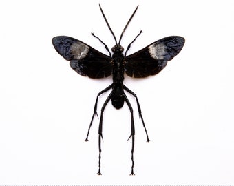 Tarantula Hawk Wasp (Hemipepsis speculifer diselene) A1-  2.5Inch Wingspan, Real Entomology Specimen