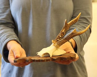 Vintage Roe Deer Skull Mounted on Wooden Shield (1970-90's) **R01**