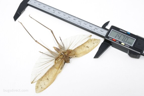 Thai Bush Katydids 5