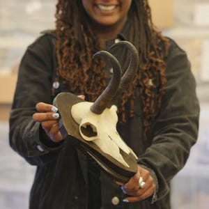 May include: A taxidermy mount featuring a skull with curved horns, mounted on a dark wooden plaque. The skull is off-white, and the horns are dark brown. The plaque has a rectangular shape with a beveled edge. The overall aesthetic is rustic and natural.