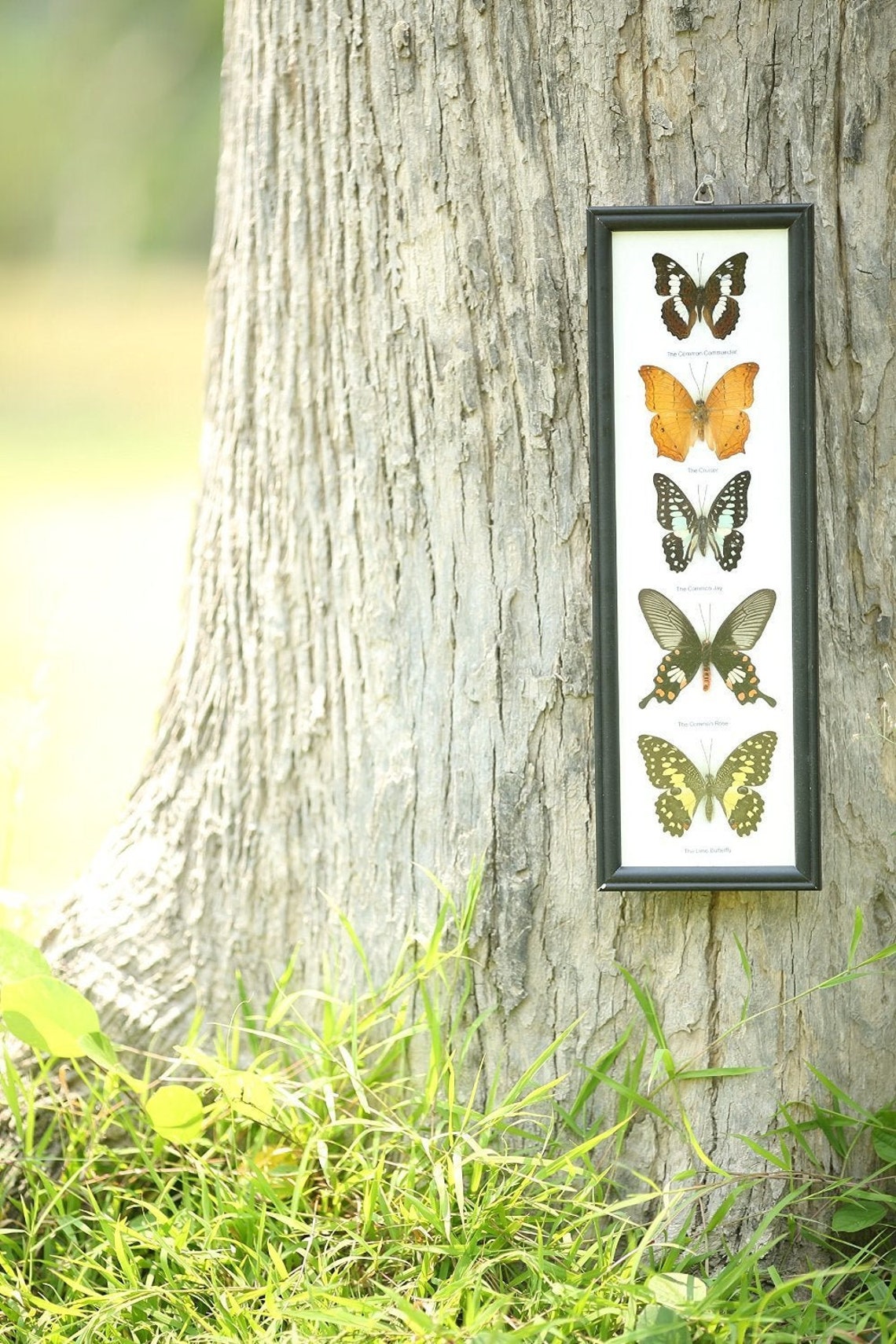 5 Butterflies Framed Ethical Butterfly Specimens Mounted Etsy UK