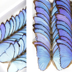 WHOLESALE 10 Morpho didius A1 Giant Blue Morpho Butterflies Unmounted Papered Specimens image 9