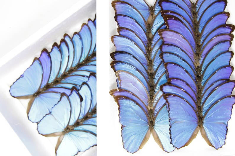 WHOLESALE 10 Morpho didius A1 Giant Blue Morpho Butterflies Unmounted Papered Specimens image 9