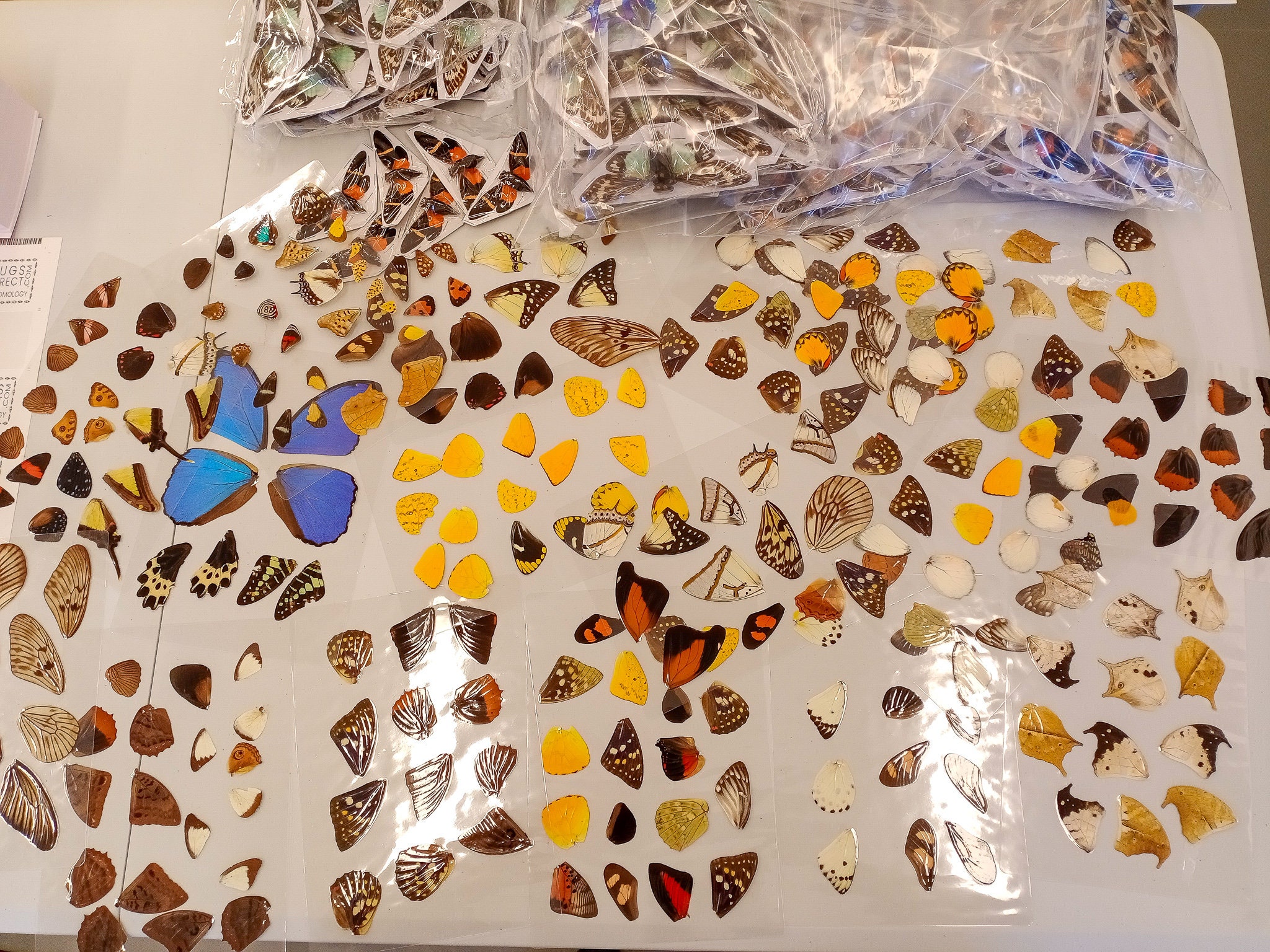 Laminated Sheet of Real Butterfly Wings A5 Glossy 80 mic 154 x 216mm