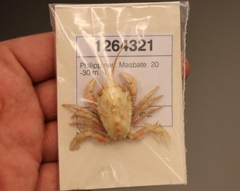 CORYSTIDAE Crab Specimen (Jonas distinctus) Philippines, Sea-life (1264321)