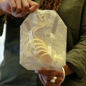 Ptyas korros, ROLLING CURVED Snake Skeleton, Preserved Reptile Specimens (Non-cites) SET G