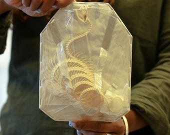 Ptyas korros, ROLLING CURVED Snake Skeleton, Preserved Reptile Specimens (Non-cites) SET G