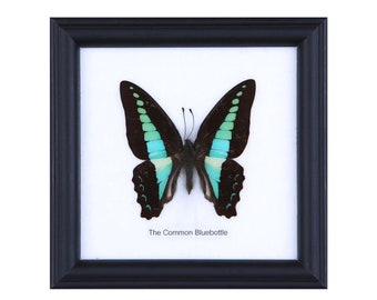 12 FRAMES (FOR RESELLERS) The Common Bluebottle Butterflies Wall Hanging Frame Home Décor 5 x 5 In. Gift Boxed. Wholesale