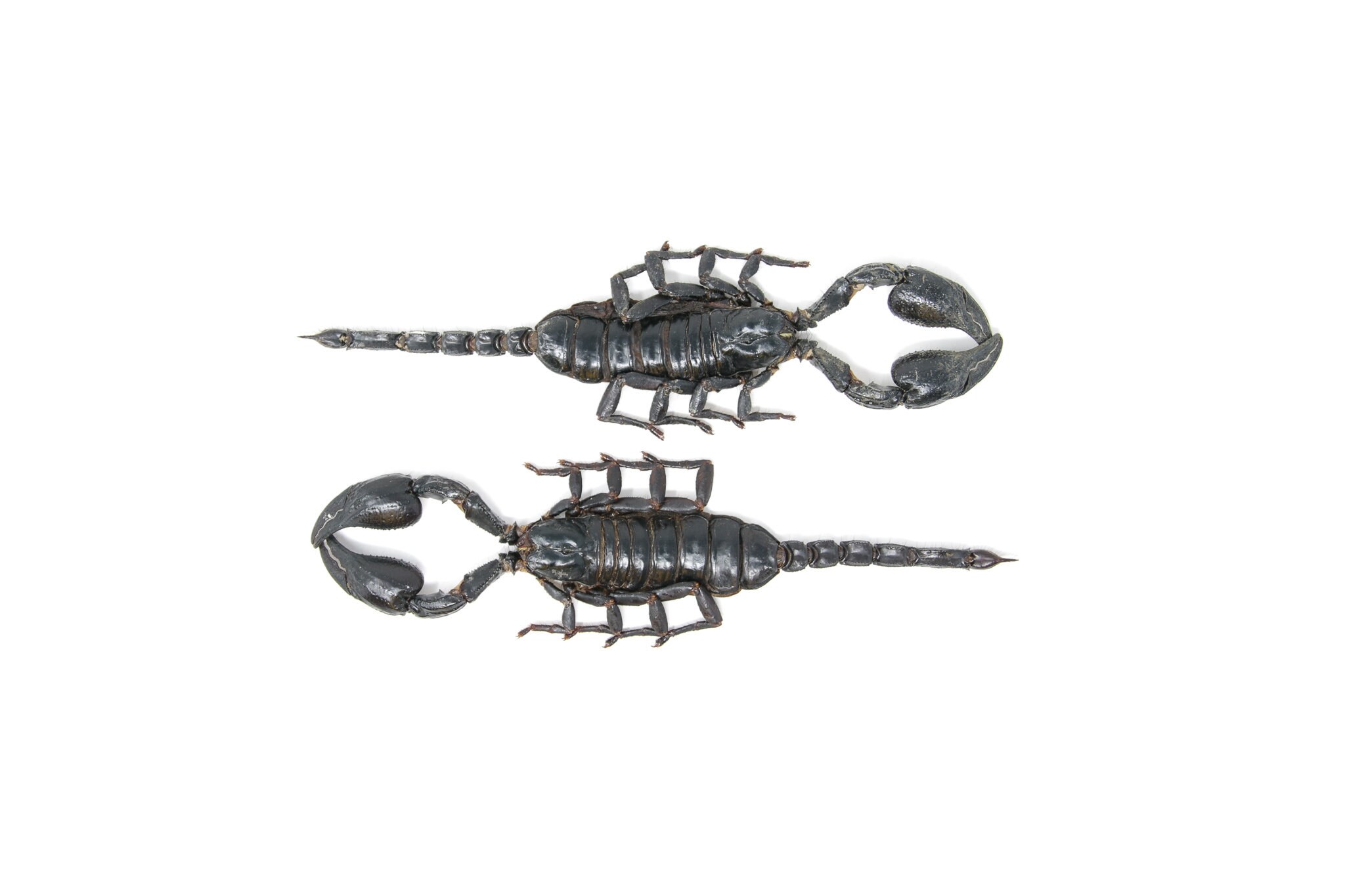 2 X EXTRA LARGE 7 Scorpions Heterometrus Spinifer - Etsy UK