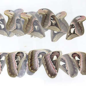 8 Atlas Moth Wings LAMINATED Sealed Real Giant Atlas Moth Wings